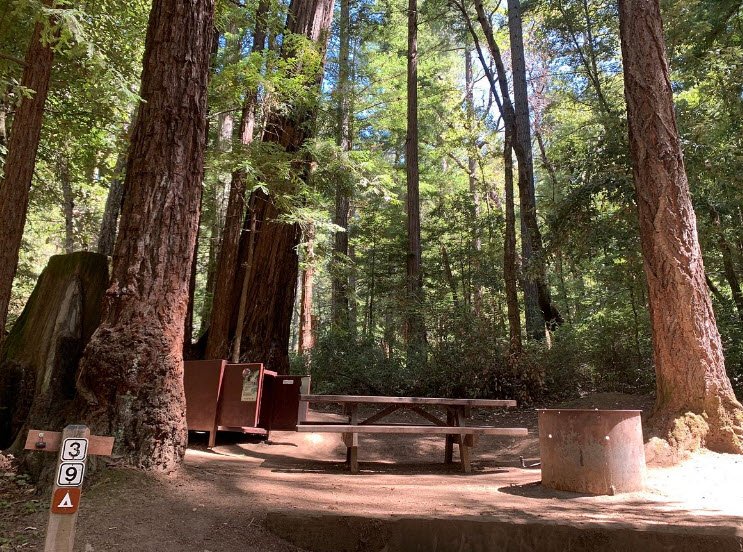 Portola Redwoods State Park, California, USA